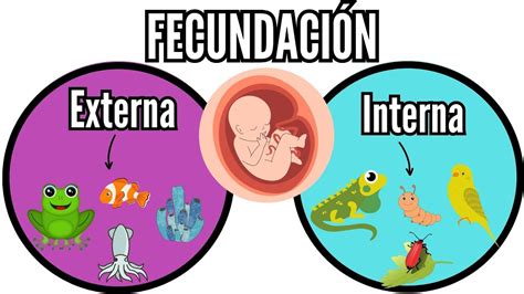 😉fecundaciÓn Externa E Interna Lo Que Tienes Que Saber En Los