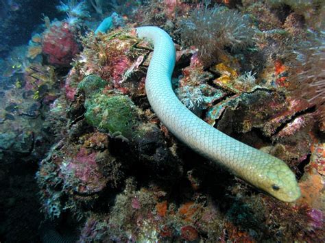 Animal Unique: Sea Snake