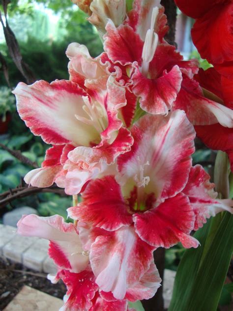 Gladiolus Plant Care And Collection Of Varieties