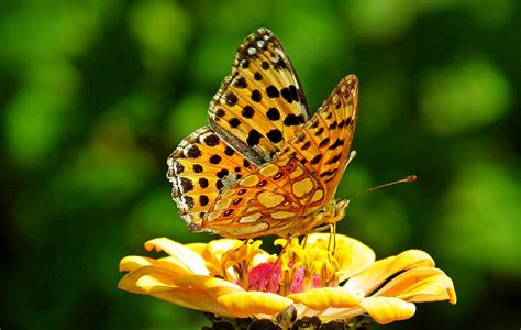 Inseto Borboleta Entomologia Foto Gratuita No Pixabay Pixabay