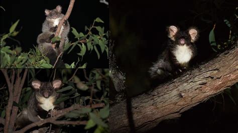 Dos Nuevas Especies De Marsupiales Descubiertas En Australia