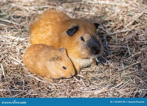 Guinea Pig Cuy Stock Image Image Of Isolated Cooking 176393729