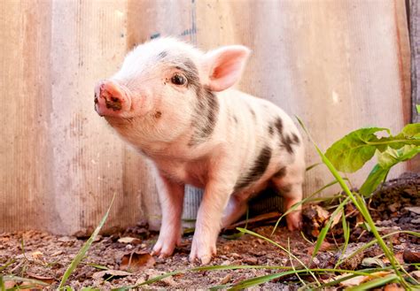 Pigs Reveal Emotions Through Their Grunts