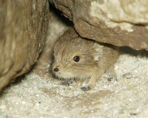 Smithsonians National Zoo Short Eared Elephant Shrew A Photo On