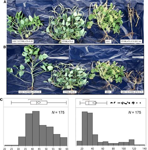 Variation In The Parents And RIL Population For Days To Flowering DTF