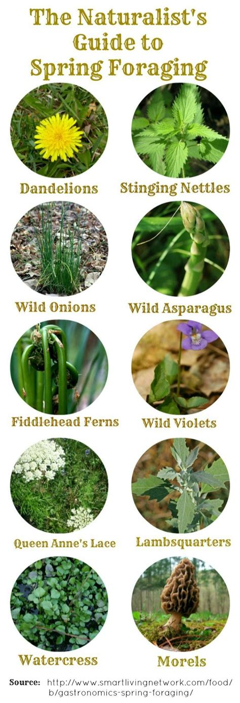 Common Wild Foods Of Spring Beach Victory Wild Food Foraging