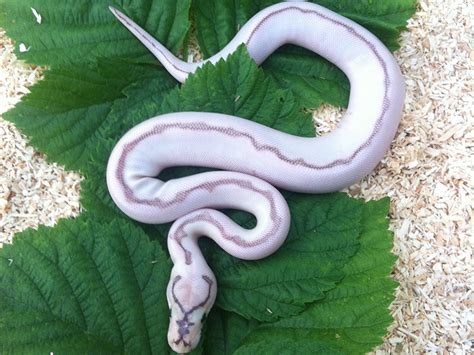 Pastel Lesser Spider Clown - Morph List - World of Ball Pythons