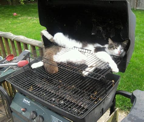 Grill cat Memes - Imgflip