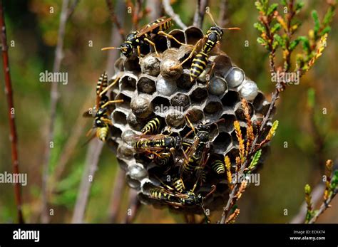 Polistes Wasps Hi Res Stock Photography And Images Alamy