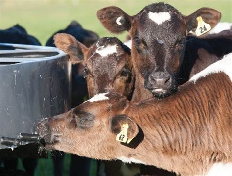 Weaning Healthy Calves Nz Dairy Exporter