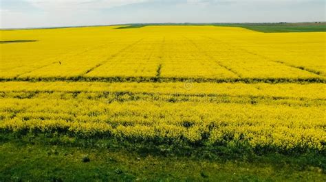 Camino De Pa S En El Campo De Primavera De Las Violaciones Amarillas