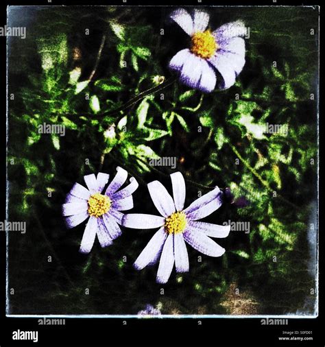 Blue daisies Stock Photo, Royalty Free Image: 310126097 - Alamy