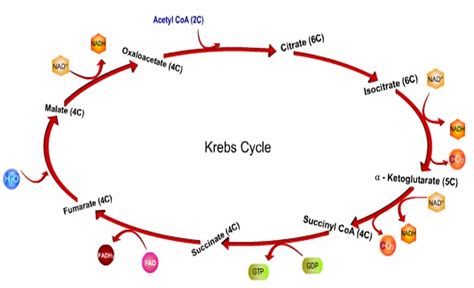 BIOLOGY FORM 6: Aerobic Respiration - Krebs cycle