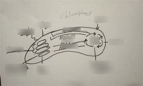 chloroplast Diagram | Quizlet