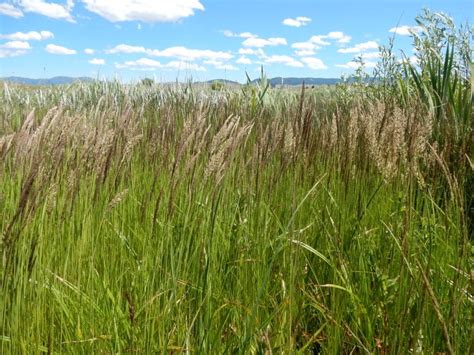 Native Grasses Are They Right For Your Lawn Lawnstarter