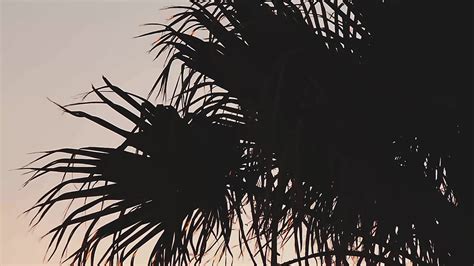 Silhouette of palm trees at sunset 41474739 Stock Video at Vecteezy