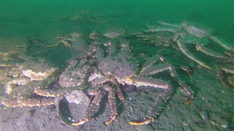 Alaskan King Crab Underwater