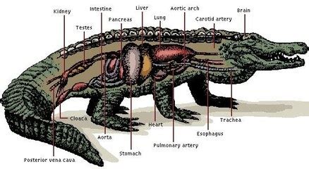 Body Plan and Symmetry - REPTILIA