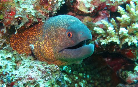 National Park of American Samoa Wildlife - National Park Photographer