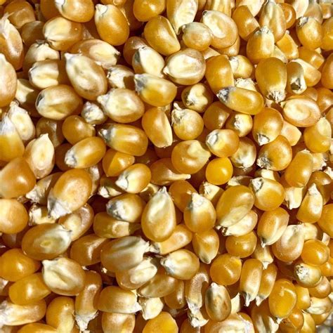 Natural Yellow Maize Seed For Food Processing Packaging Type Loose