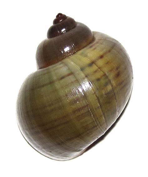 Pita Ampullacea Freshwater Specimen Sea Shell Picture Ts107337