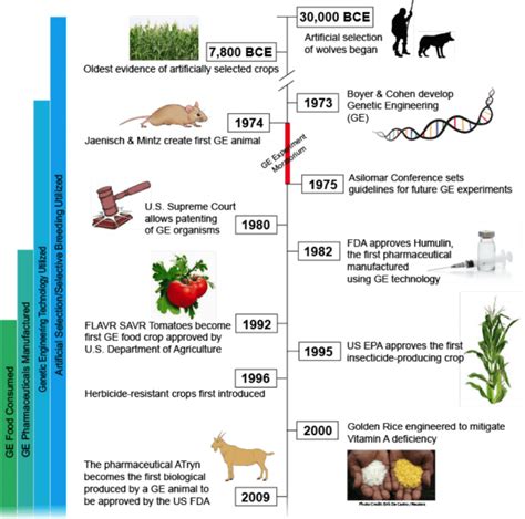 Genetically Modified Crops Gm From History To Now Getintoias