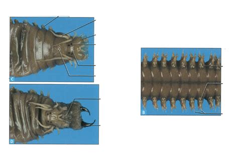 Phylum Annelida Class Polychaeta Genus Nereis Part Diagram Quizlet