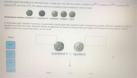 Solved In Lentils Seed Coat Pattern Is Determined By A