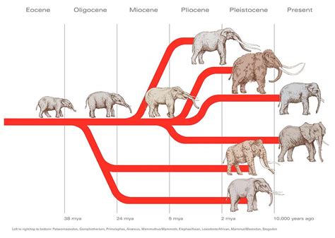 Elephant Evolution Diagram Gary Hincks 900×640 Prehistoric
