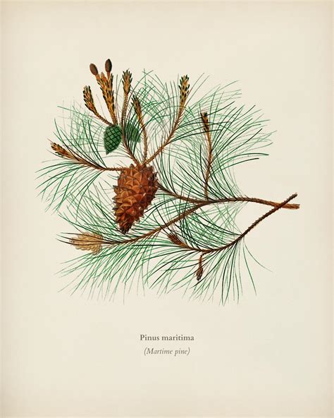 types  plants illustrated  char royalty  stock