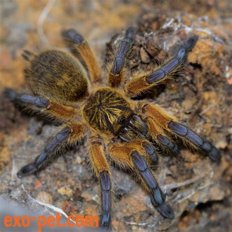 Harpactira Pulchripes „golden Blue Leg Baboon Exo Pet