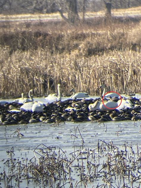 Greater White Fronted Goose From Loess Bluffs National Wildlife Refuge