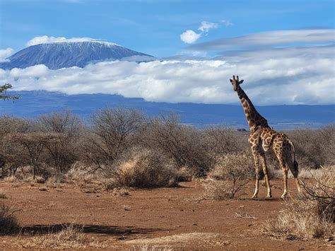 Days Safari From Nairobi Hotel To Amboseli Tsavo West National Park