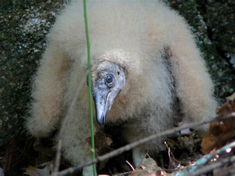 Baby Birdorable: American Black Vulture in Vultures, Baby Birds