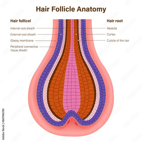 Hair Follicle Anatomy Vector Hair Follicle Structure Layers Of Hair