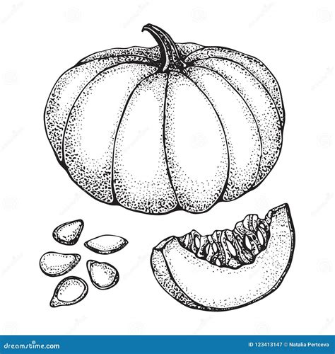 Pumpkin Vector Drawing Set Isolated Hand Drawn Object With Sliced