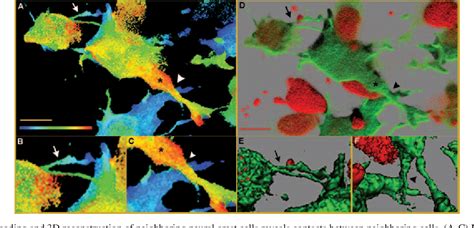 Figure From In Vivo Evidence For Short And Long Range Cell