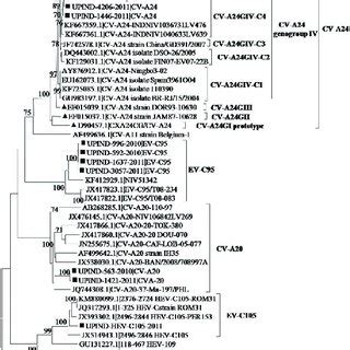 Phylogenetic Analysis Of Partial Vp Region Of Nucleotide Sequences Of