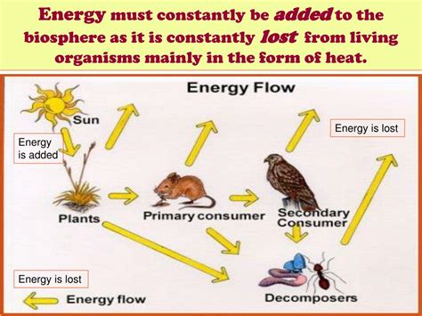 PPT ENERGY FLOW THROUGH THE ENVIRONMENT PowerPoint Presentation Free