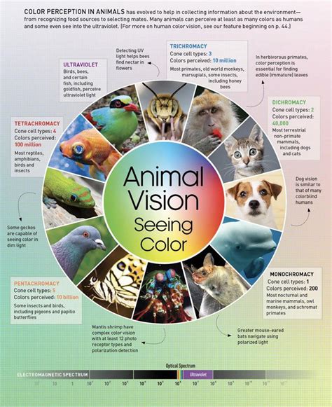 Animal Vision Color Perception: Unveiling Nature's Secrets ...