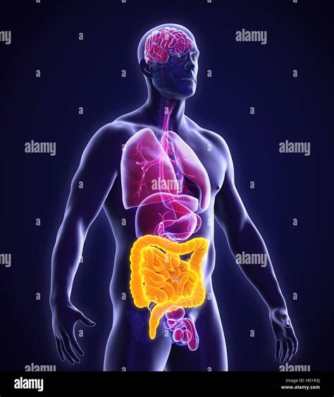 Anatomia Del Intestino Fotografías E Imágenes De Alta Resolución