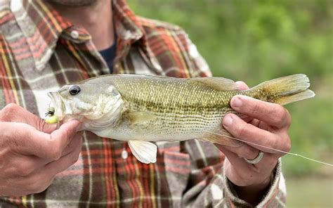 How To Catch A Guadalupe Bass Texas Monthly