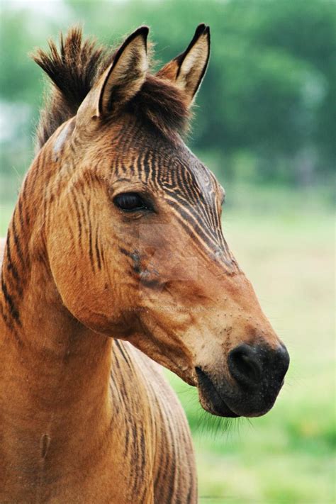 A Zorse Of Course By Teh Pandacoon On Deviantart Zorse Rare Horses