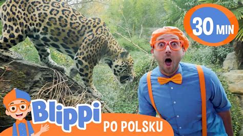 Blippi w ZOO Poznajmy Dzikie Zwierzęta Bajki i piosenki dla dzieci