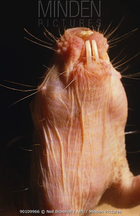 Naked Mole Rat Stock Photo Minden Pictures