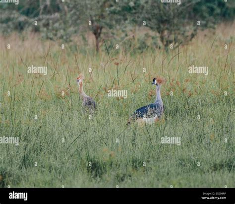 Ugandan Crested Crane In Mauro National Park National Bird Of Uganda