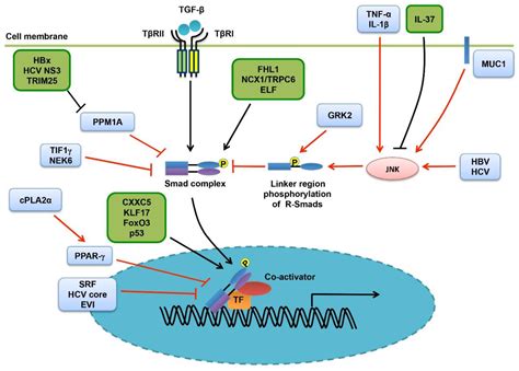 Cells Free Full Text Contextual Regulation Of Tgf β Signaling In