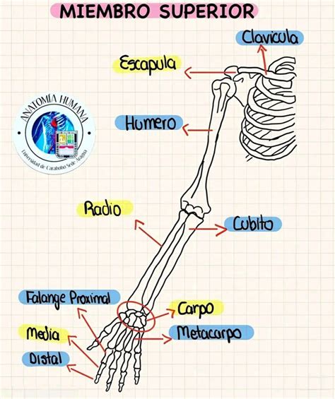 Pin by Yoss ruz on Anatomía y fisiología equipo J in 2024 Medical