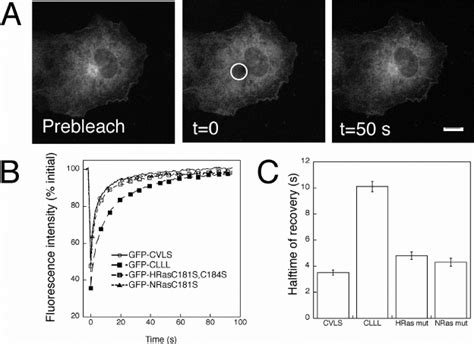GFP-CAAX proteins and GFP-Ras palmitoylation mutants traffic rapidly ... 