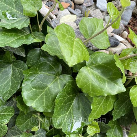 Плющ вечнозеленый садовый вьющийся живая изгородь, саженцы (ID ...